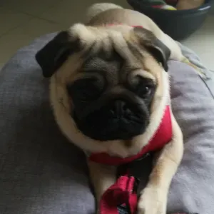 Baby sitter et sorties d école en Île de France 