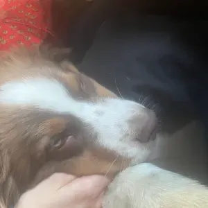 Baby-sitter franco japonaise expérimentée – bilingue FR/JP