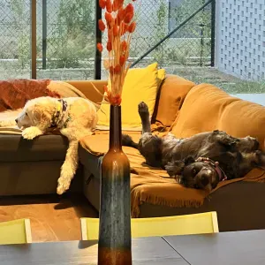 Limpeza Regular de Casa