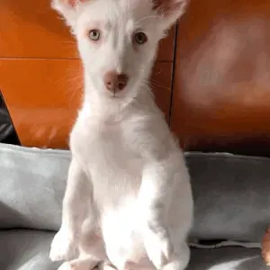 À procura de um cuidador para um patudinho recém adotado .