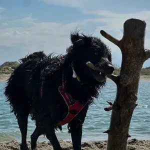 Pet sitter à L'Isle Jourdain !