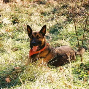 Vaga para Petsitter em Porto