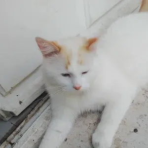 Pour nos amies familles les animaux 