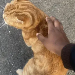 South London petsitting services