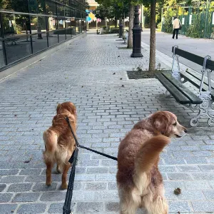 Recherche promenade chiens à Paris
