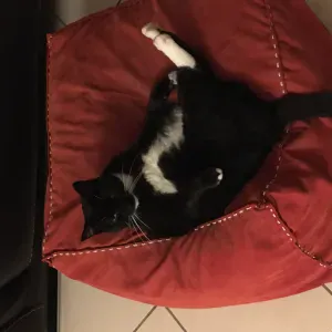 Passage tous les jours pendant 15 jours visite a mon chat