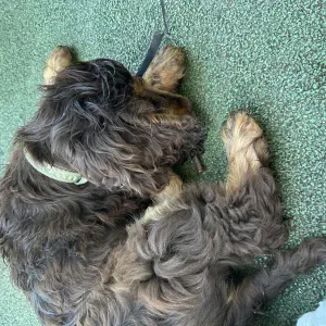 Pet-sitter à carrière sur Seine 