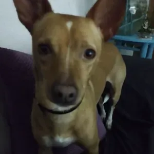 Busco cuidador de perros  en Fuenlabrada