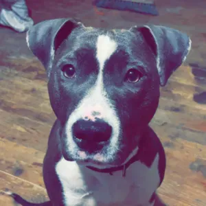 Recherche pet sitter pour une chienne pleine d'amour 