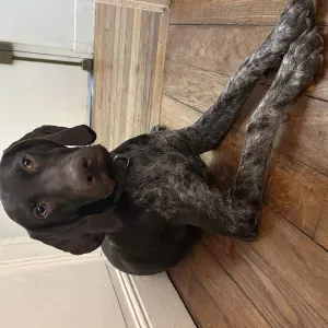 Je cherche un(e) petsitter près de chez moi