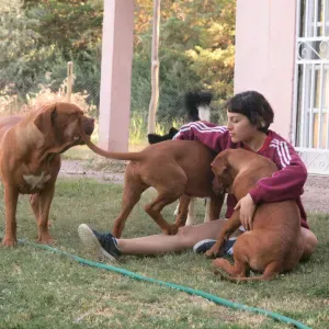 Pet-sitter à Liège (Home-sitter aussi)