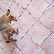 Pet sitter disponibile a prendersi cura del tuo amico