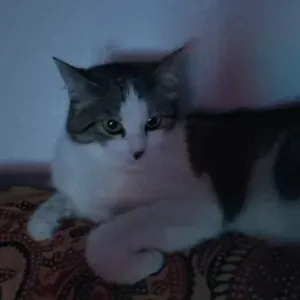 Cerco donna delle pulizie a Selvazzano Dentro