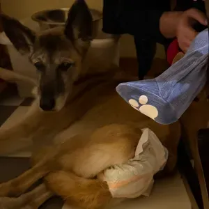 Cerco dog sitter per cane molto anziano