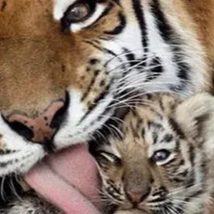 Posição para uma empregada doméstica em Sintra