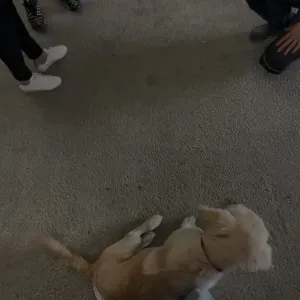 Pet-sitter à Saint jean de mont