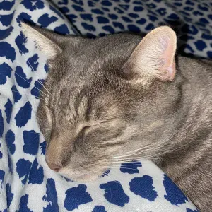 Pet sitter complètement gaga en région parisienne 