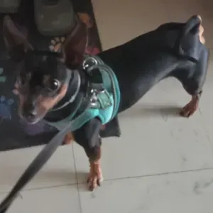 Petsitter a Melun garde de chat,chien, lapin,poisson 