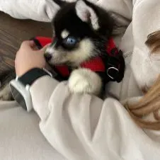 Deliziosa cucciola cerca compagnia