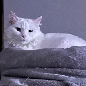 Emploi de Petsitter Cranves-Sales