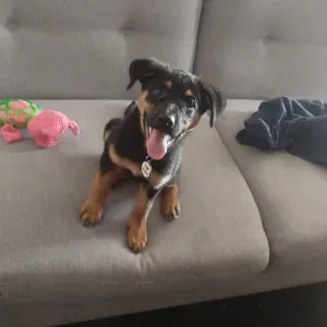 Pet-sitteur a Meulan en Yvelines 