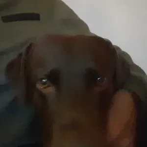 Procuro cuidador de cao 