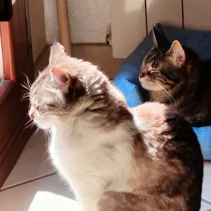 Job offer for a petsitter in Nuvolera