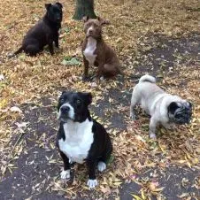 Garde d'animaux à votre domicile 