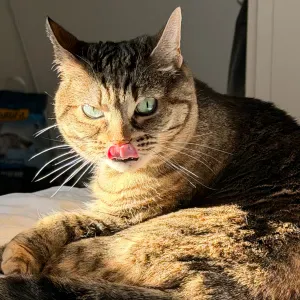 Pet-sitter à Mulhouse et ses environs 