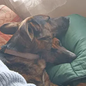 Pet sitter chez Morgane à la campagne 