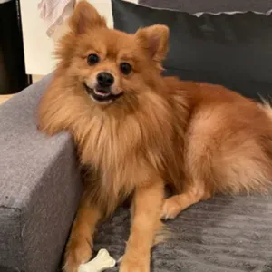 À la recherche d'un petsitter long terme 