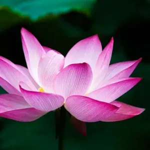 femme de menage  a noisiel torcy 