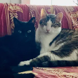 Pet sitter à Lyon Est, Lyon ! 
