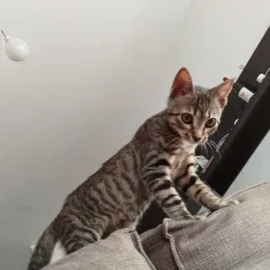 Cuidadora de animales en Palencia 