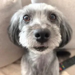 Pet sitting e passeios carinhosos em Oeiras e arredores
