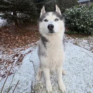 Nord Hundservice – Djurpassningstjänster