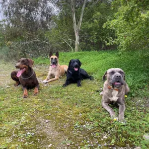 Pet-Sitter à Paris CHIEN ET CHAT, DISPONIBLE RAPIDEMENT