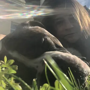 Tous service animaliers a Dinard 