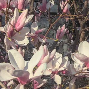 Cherche personnel de ménage pour cage d'escalier