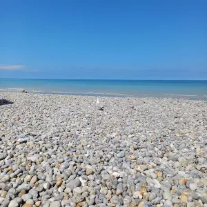 Offre d'emploi pour un(e) petsitter à Pont-Aven