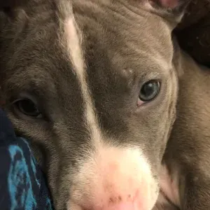 Pet-sitter à Paris et c'est alentours