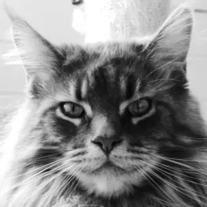 Femme de ménage a le blanc 36300