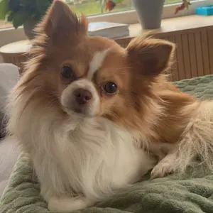 A la recherche d'un pet sitter pour ODIN