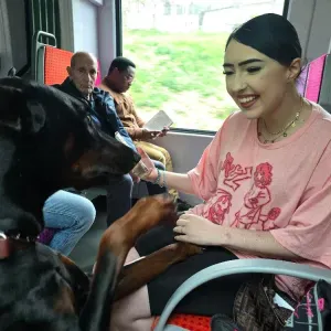 Pet-siter,Garde d animaux et promenade 