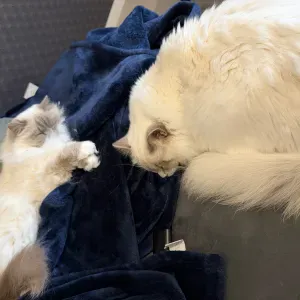 Qui pour prendre soin de nos deux sacrés de birmanie ? :) 