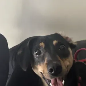 Cuidador de cães para meu cachorro