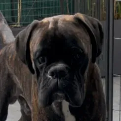 À la recherche d'un-e petsitter plusieurs fois par semaine