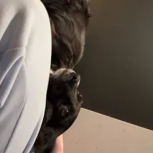 Petsitter -opieka w domu i spacery 