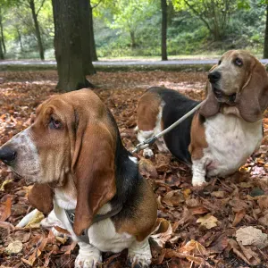 Pet-sitter dans le val de marne 