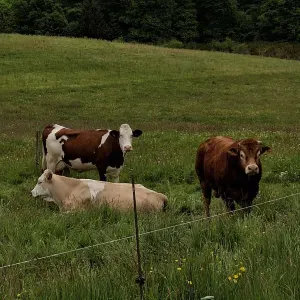 garde d'animaux sur Langon et ses alentours